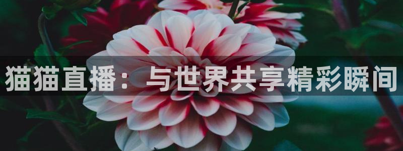 足球高清24直播：猫猫直播：与世界共享精彩瞬间